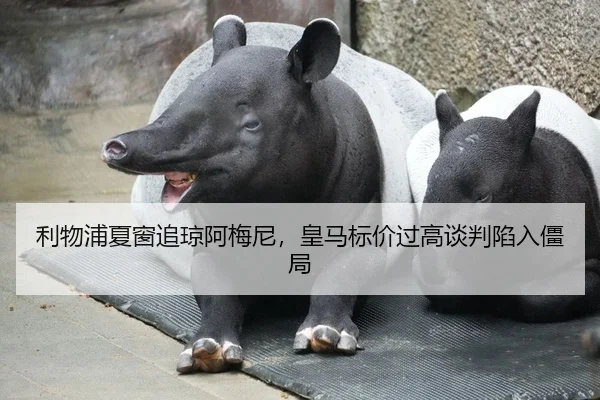 利物浦夏窗追琼阿梅尼，皇马标价过高谈判陷入僵局